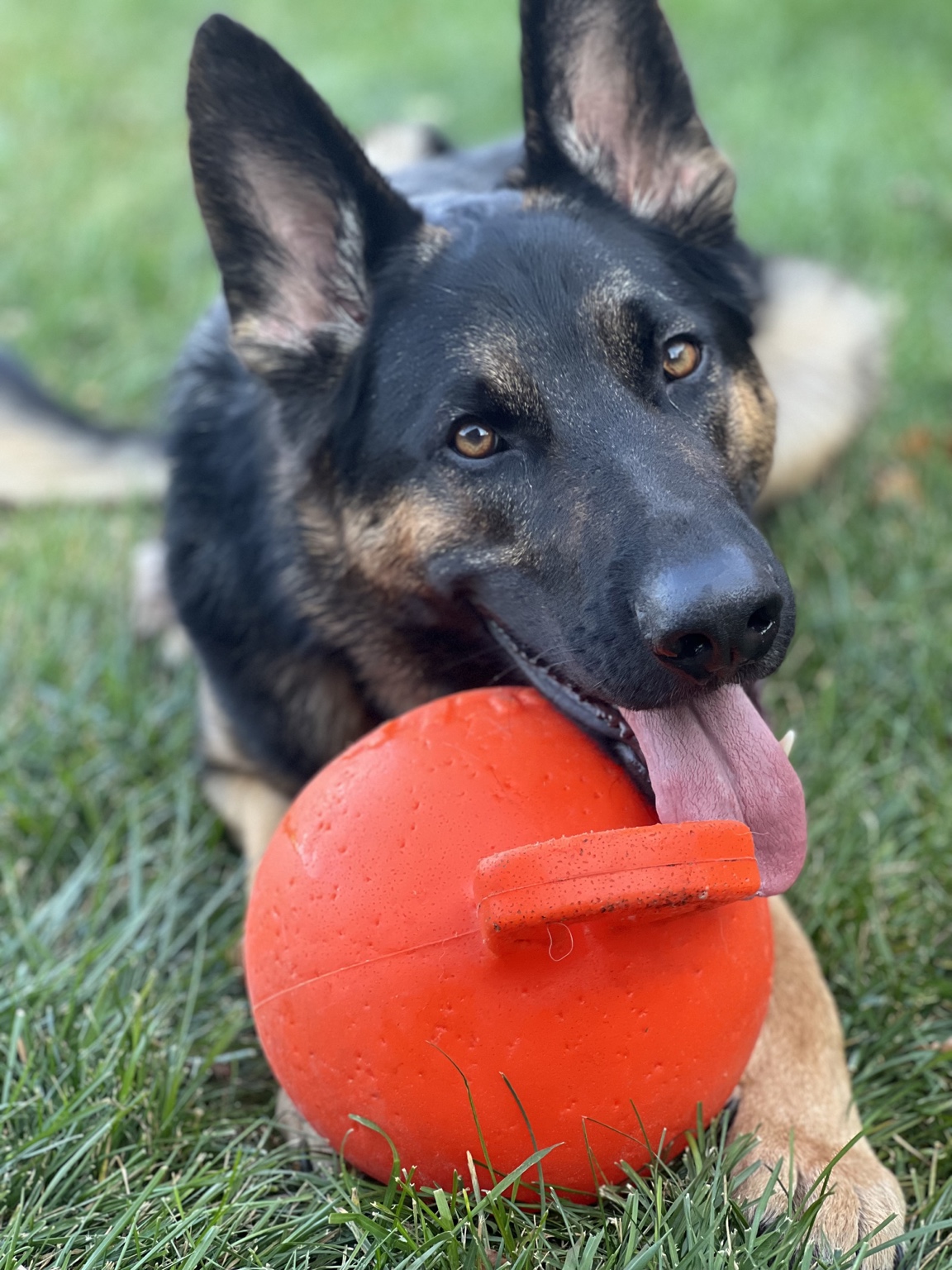 Denver the German Shepherd holding a ball in a clean Minnesota yard