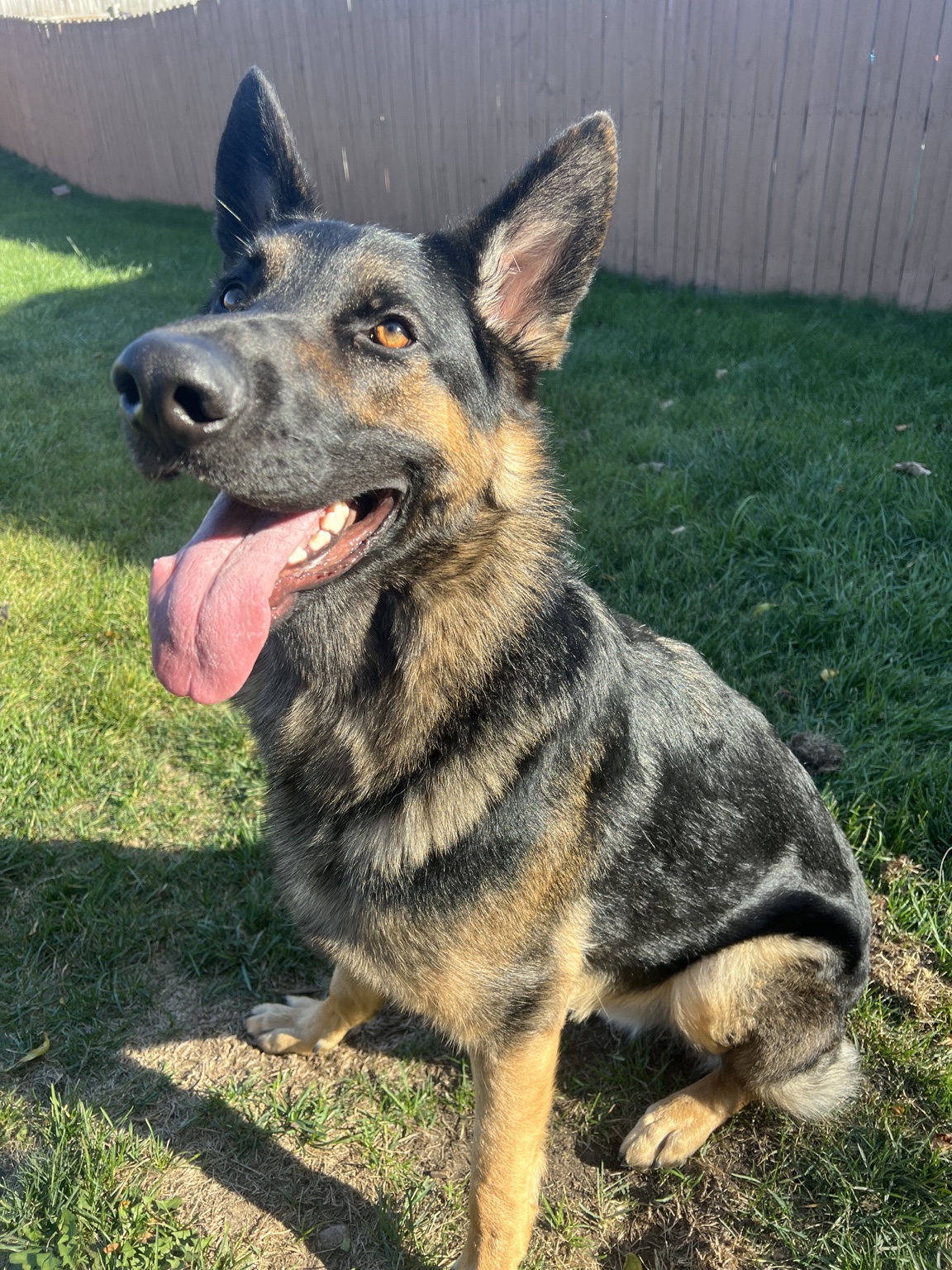 Denver the German Shepherd sitting in a sunny Minnesota backyard